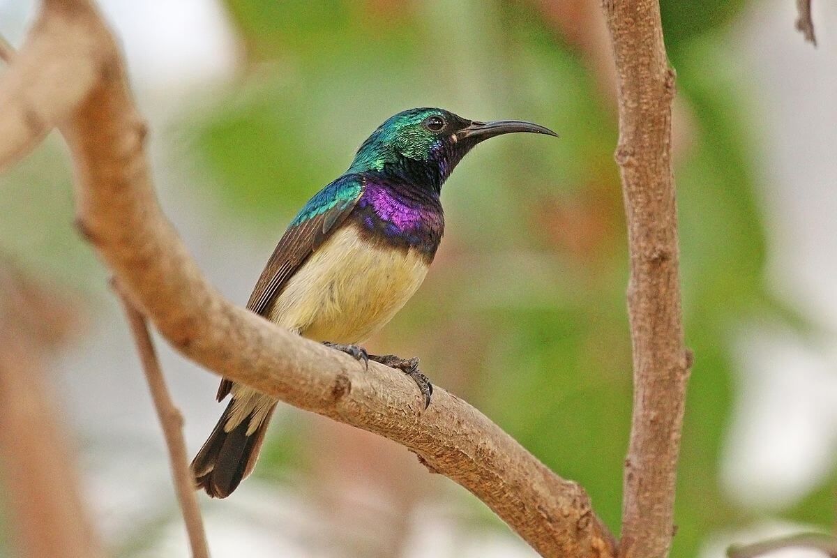 Variable Sunbird