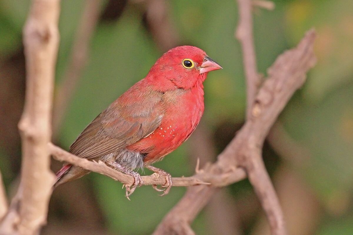 Red-Billed Fire-Finch