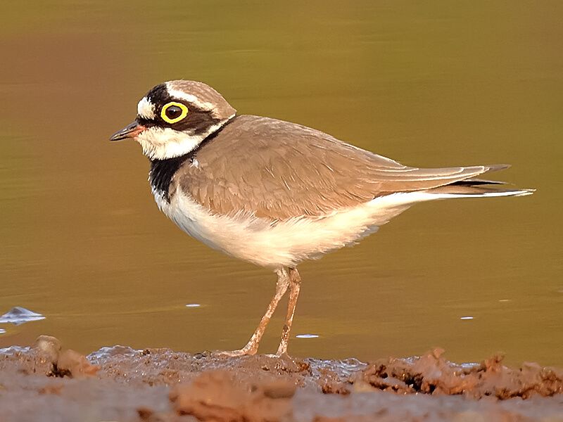 Little Ringed Plover