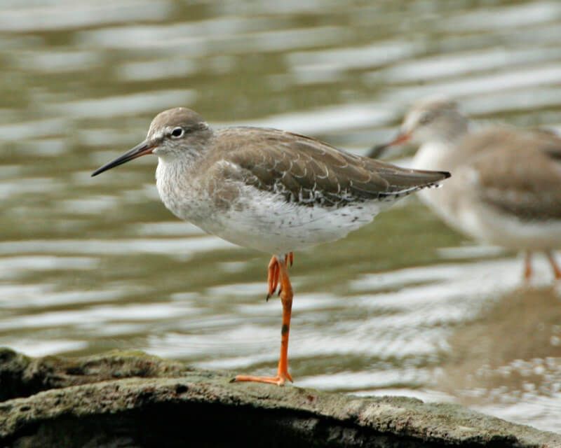 Common Redshank