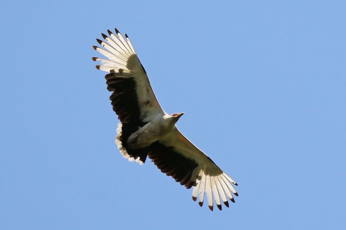 Palm-nut Vulture